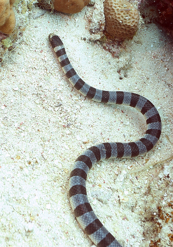 Sipadan_2015_Cobra des mers_Laticauda colubrina_IMG_2593_rc.jpg